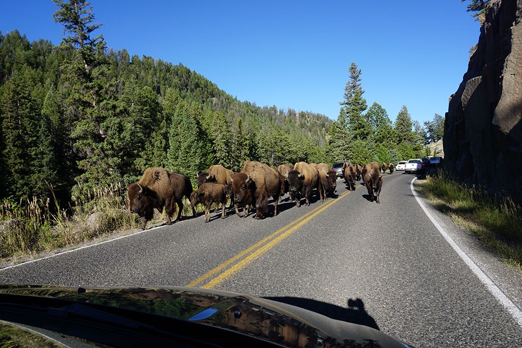 Am Weg zu Ranger Station sind wir wieder ein paar Bisons begegnet.
