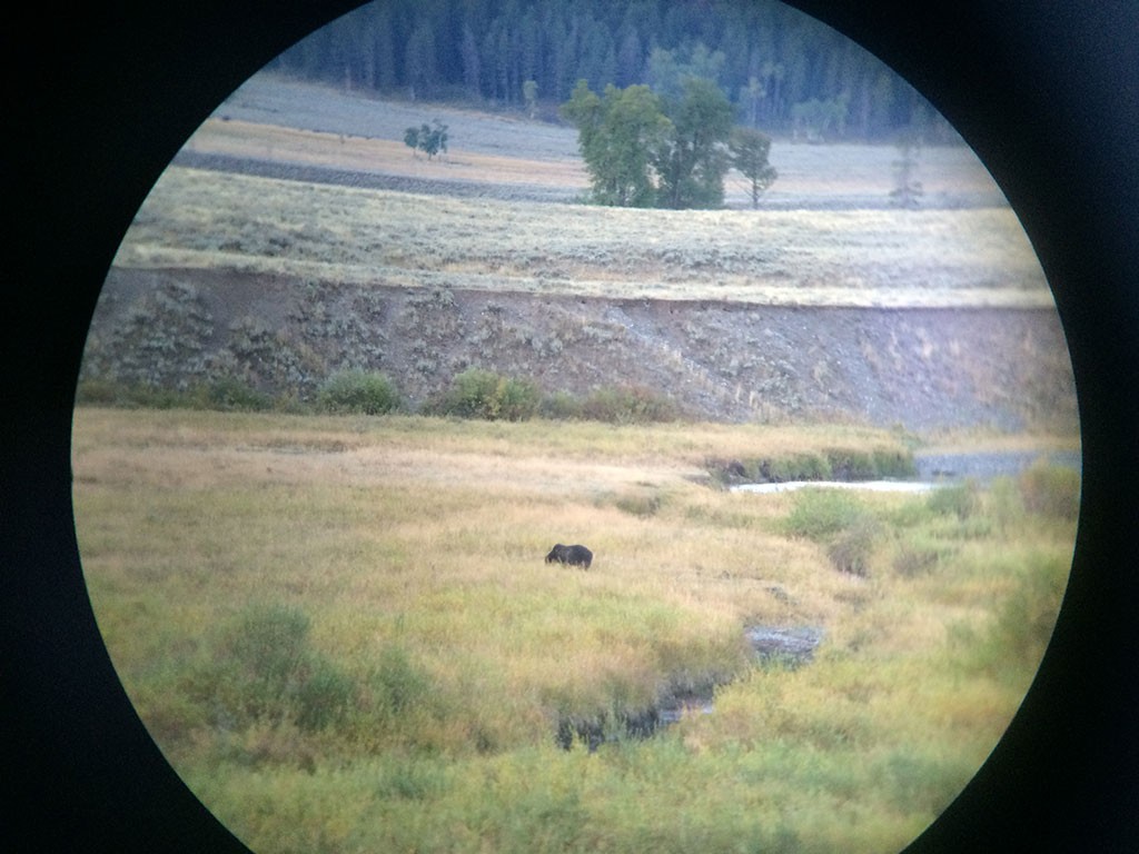 Grizzly durch das Fernrohr