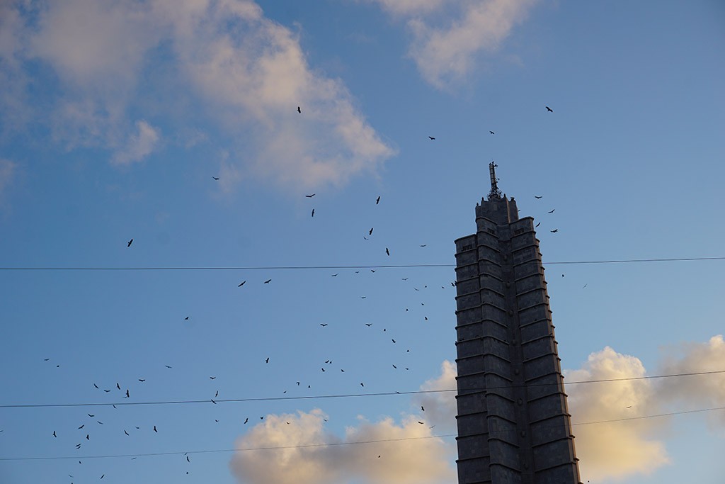 Hunderte Vögel fliegen um alles was in dieser Stadt hoch ist