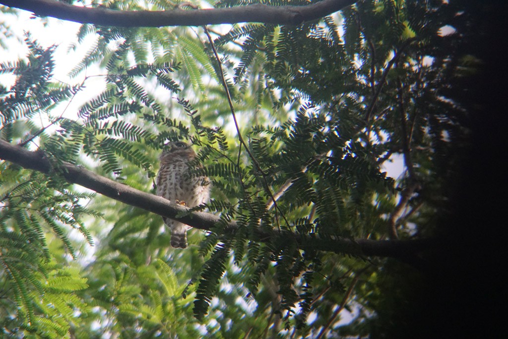 Die anfänglich gesehene Cuban Pigmy Owl, haben wir am Schluss auch noch fotografieren können