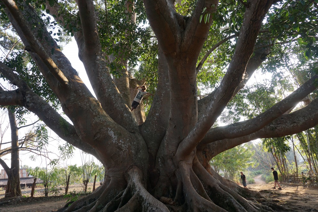 Flo besteigt den "amazing tree"